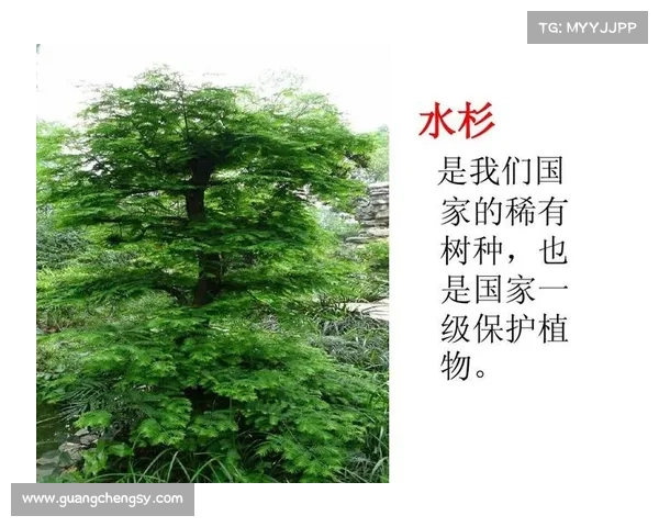 活化石树种的独特魅力与科学价值探析 活化石树种的独特魅力与科学价值探析